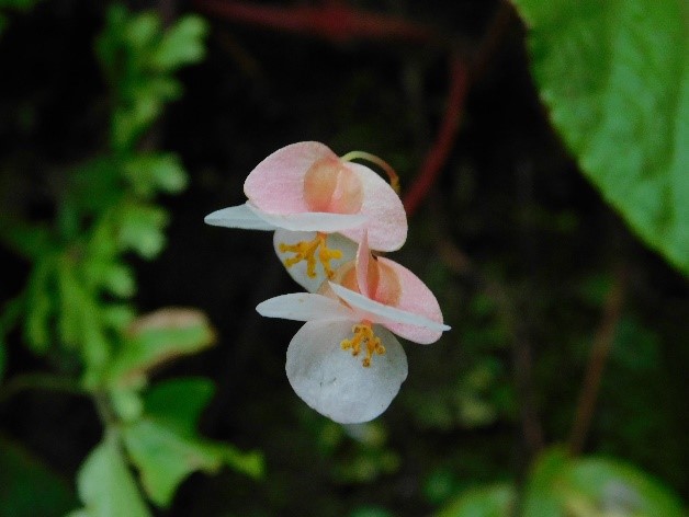 Two female flowers each with three white tepals, lobed yellow stigmas and a light pink, 3-winged ovary